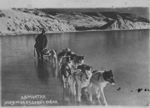 Камчатка. Упряжка ездовых собак на Авачинской бухте в районе Сероглазки