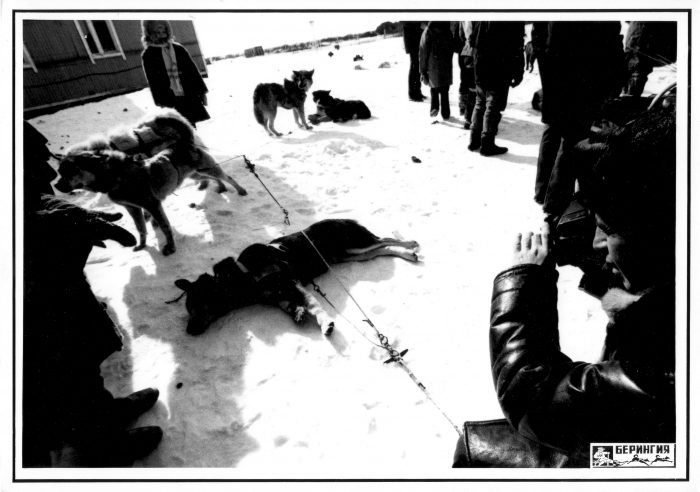 Отдых собак перед новым стартом с. Таловка.
Фото А. Ф. Дьякова. 
Берингия-91.