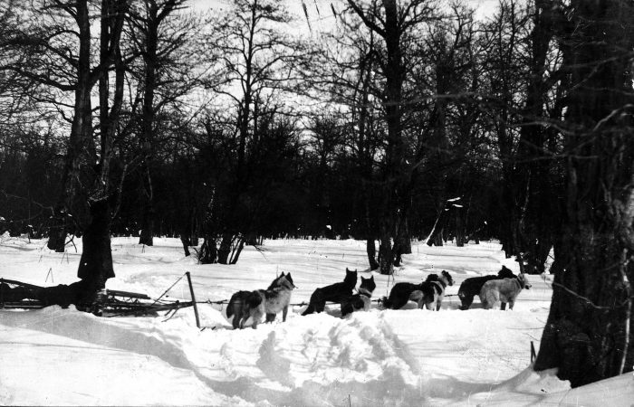 Езда на собачьей упряжке по глубокому лесу.
Камчатка, I половина ХХ века.