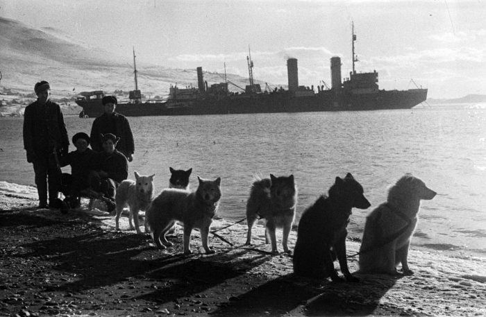 Собачья упряжка на фоне ледокола «Молотов»
Фото Г.З. Гайдукевича
с. Сероглазка