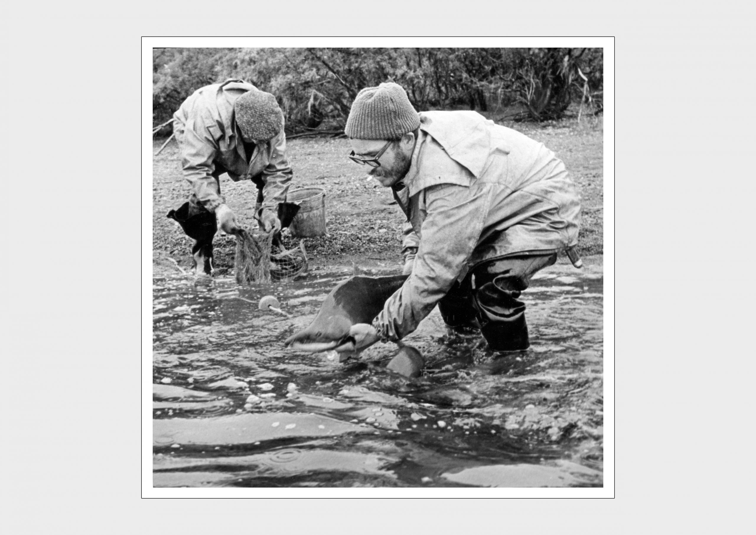 Научная работа сотрудников ТИНРО
«Рыбу, не успевшую отметать икру, выпускают обратно в озеро»